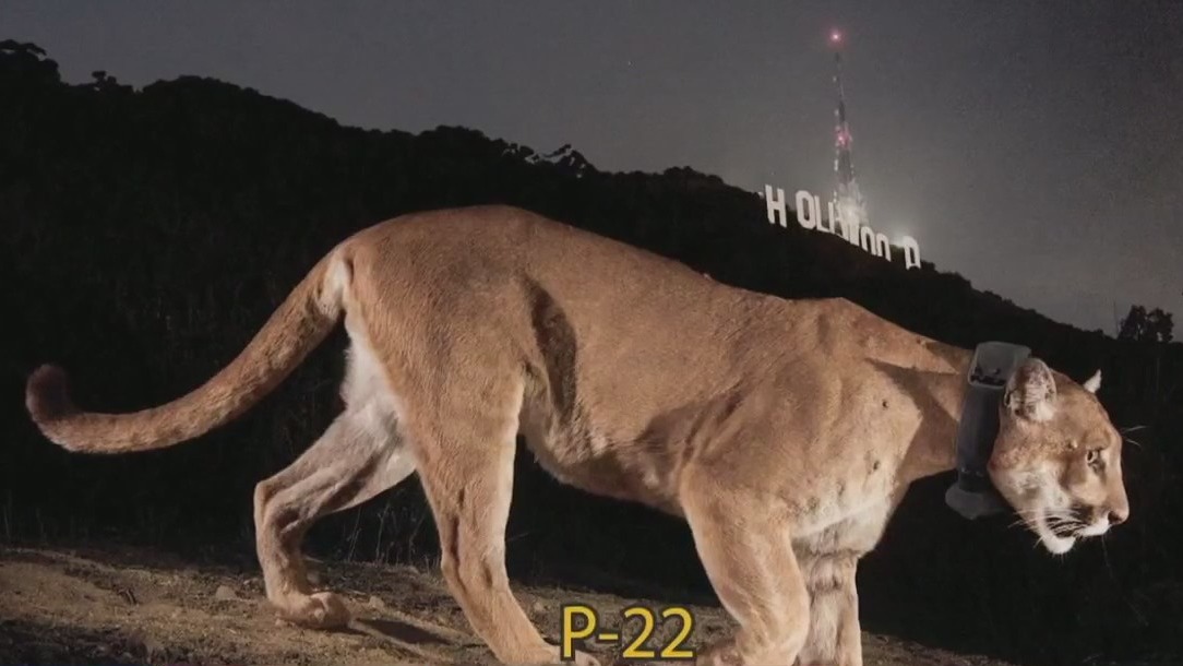 LA hosts celebration of life for mountain lion P-22